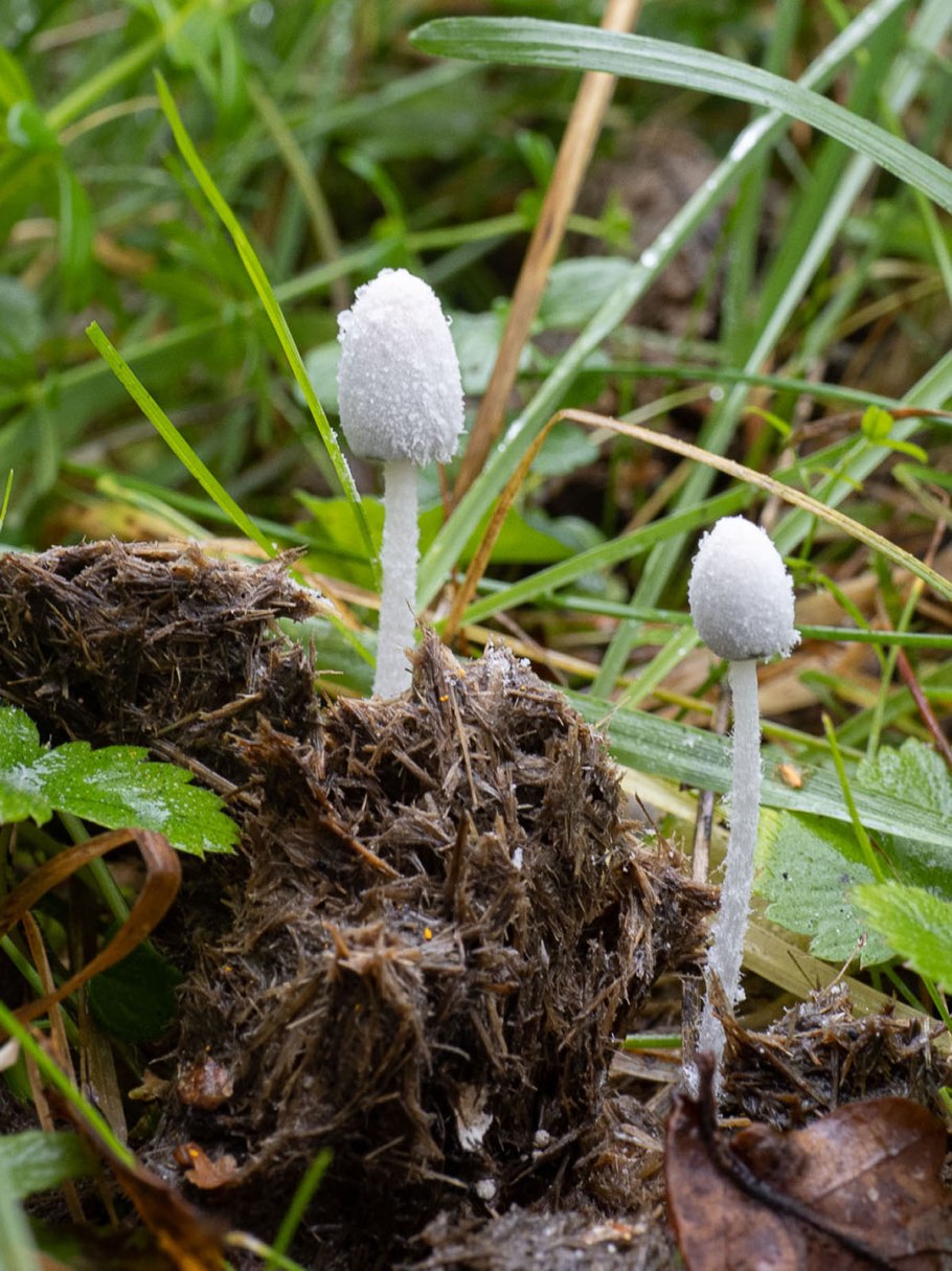 Навозник обыкновенный coprinopsis cinerea