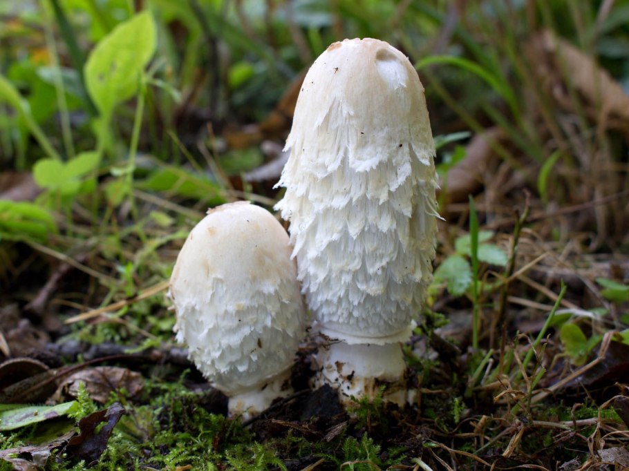 Гриб навозник черный