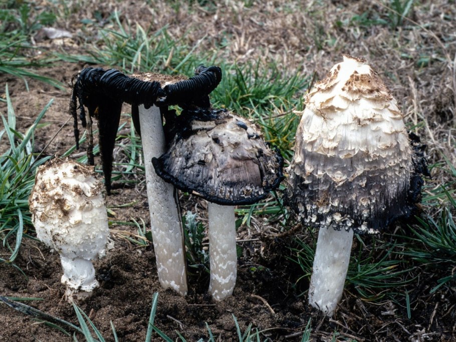 Навозник белый Coprinus comatus