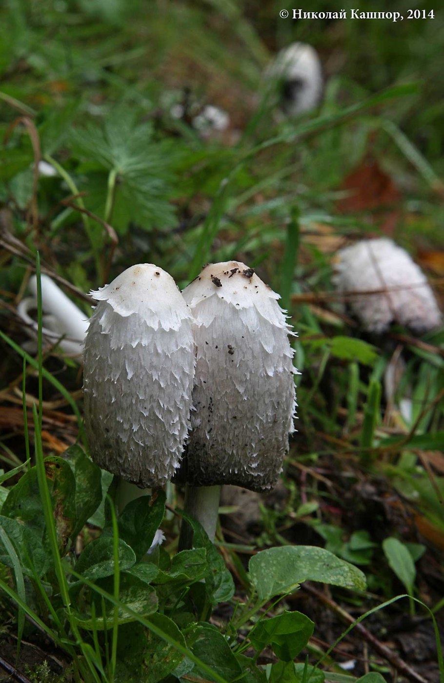 Поганка навозник