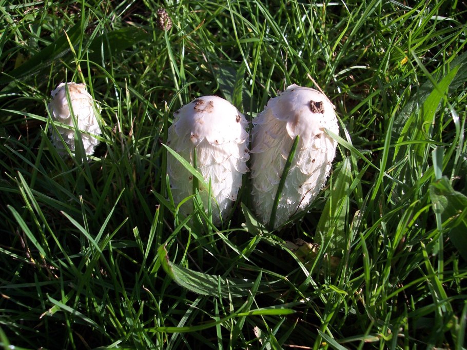 Гриб навозник серый