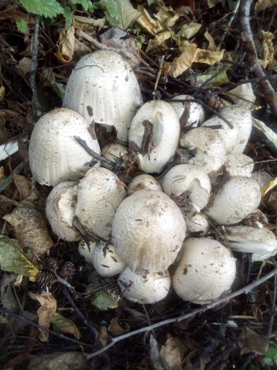 Навозник белый (лат. Coprinus comatus)