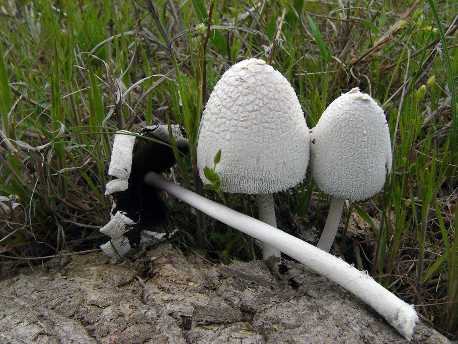 Шампиньон Романьези