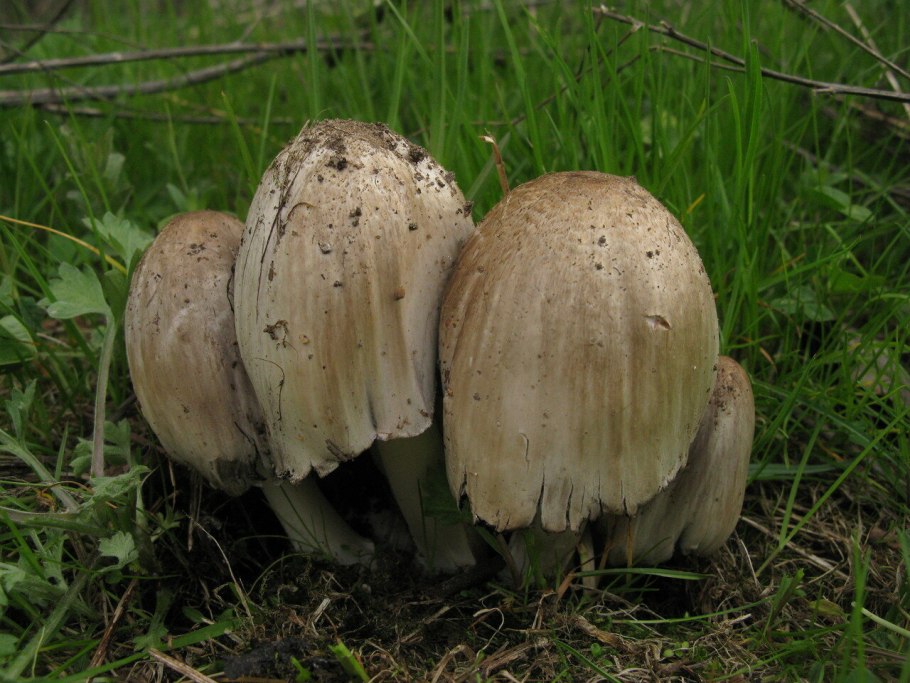 Навозники серые (Coprinopsis atramentaria)