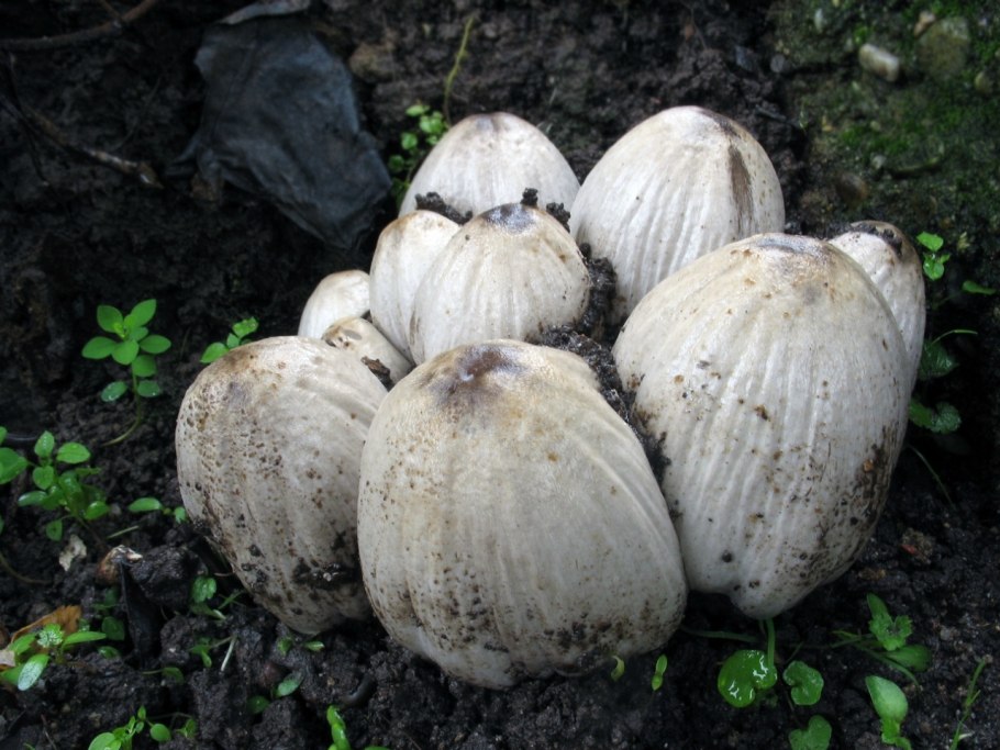 Навозник Романьези