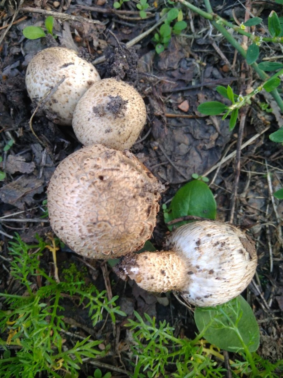 Гриб навозник трубчатый или пластинчатый