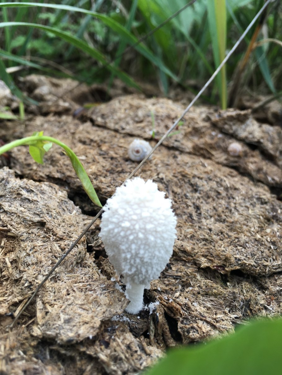 Навозник гриб складчатый