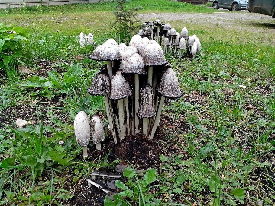Навозник белый Coprinus comatus