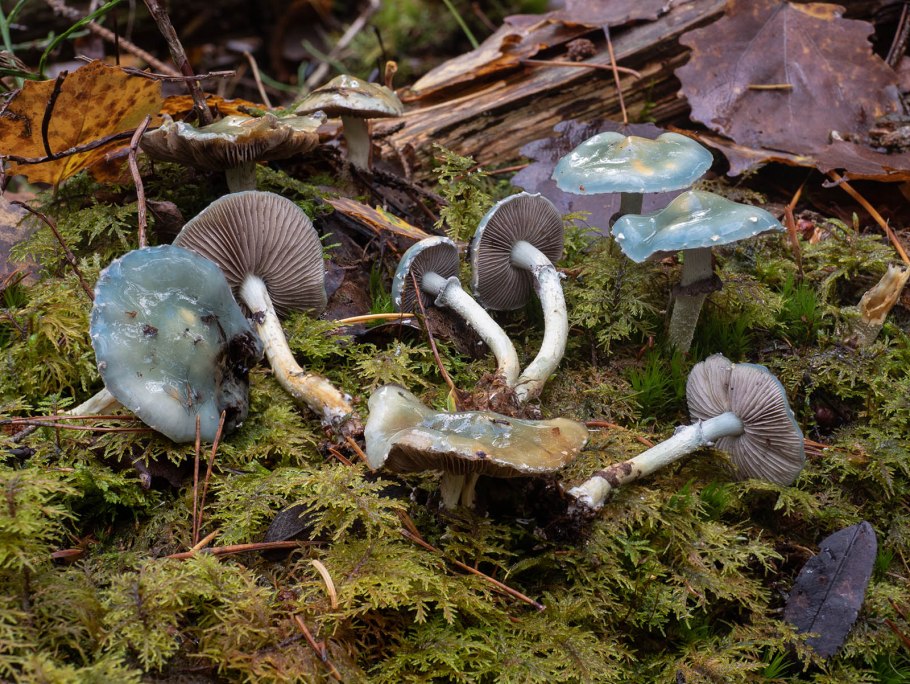 Строфария небесно-синяя Stropharia caerulea