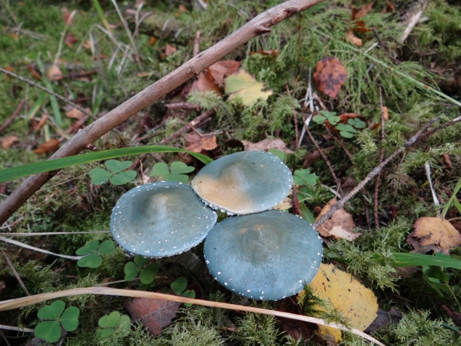 Строфария полушаровидная