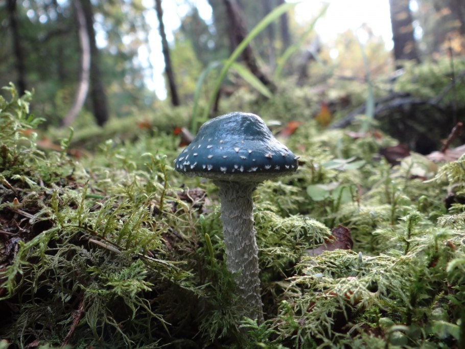 Строфария зеленая