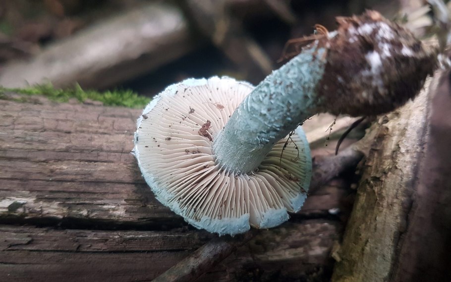 Строфария сине-зелёная Stropharia aeruginosa