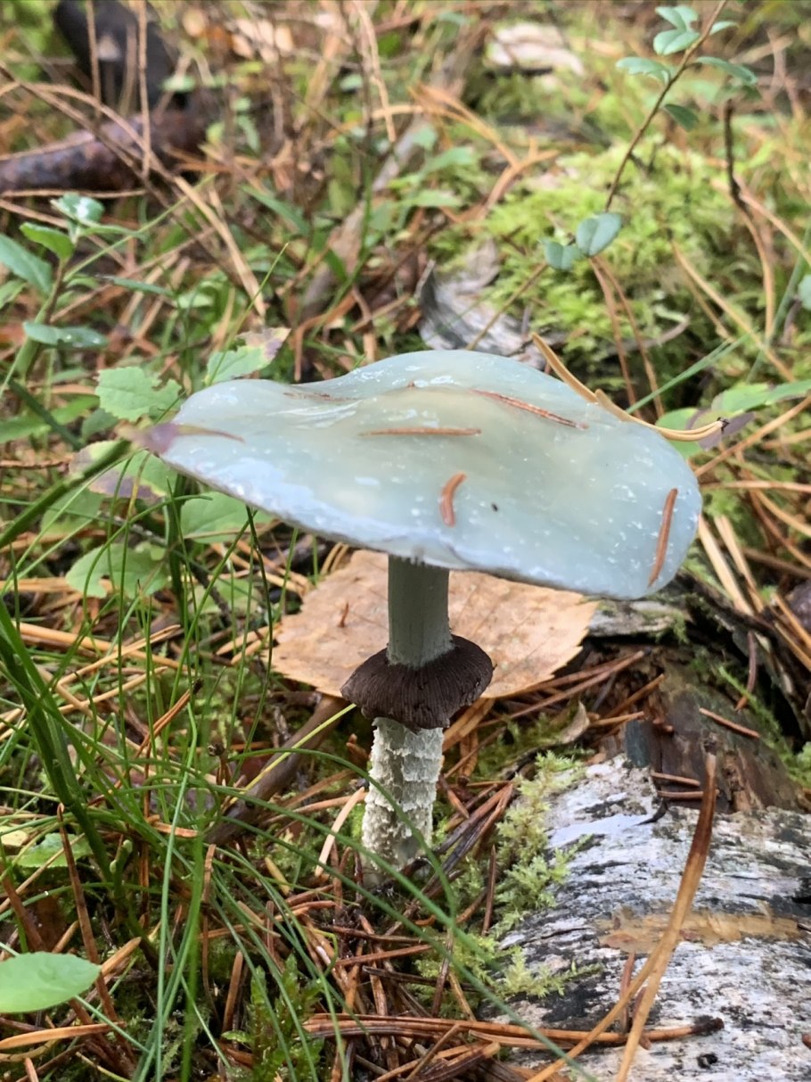 Строфария небесно-голубая