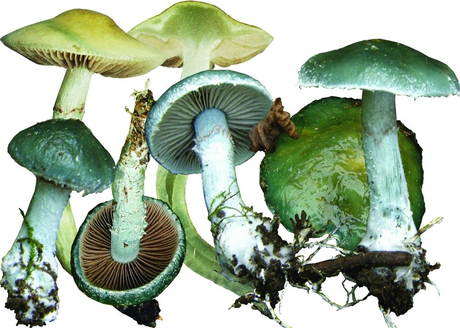 Чстрофария горнеммана