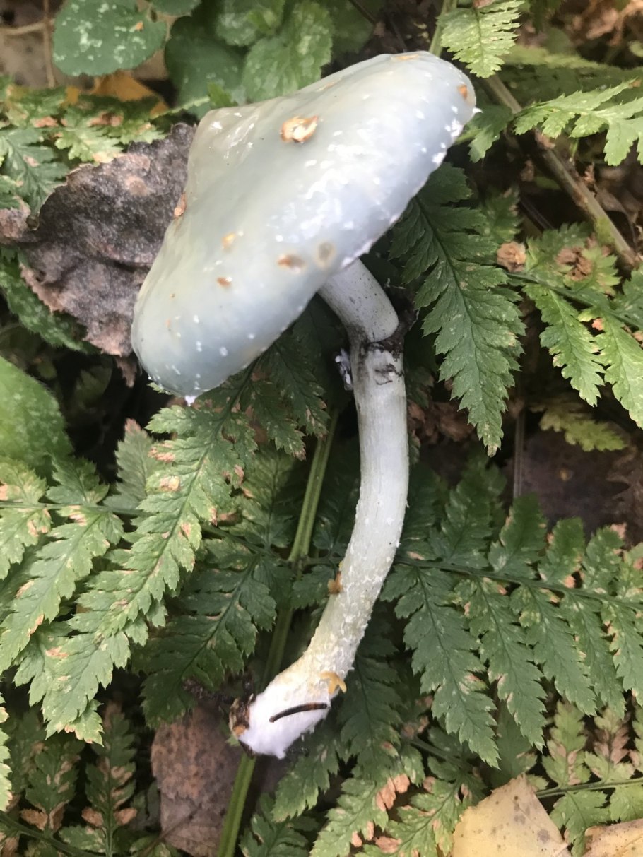 Гриб строфария сине зеленая