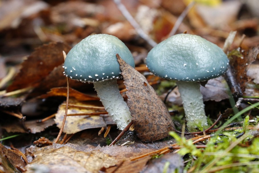 Строфария корончатая Stropharia Coronilla