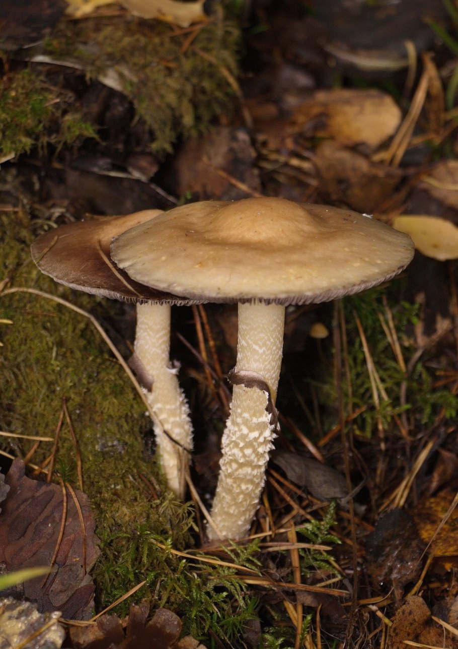 Stropharia aeruginosa (Curtis) quél. – Строфария сине-зеленая
