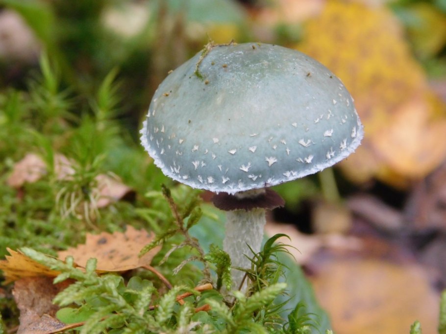 Строфария сине-зелёная галлюциноген