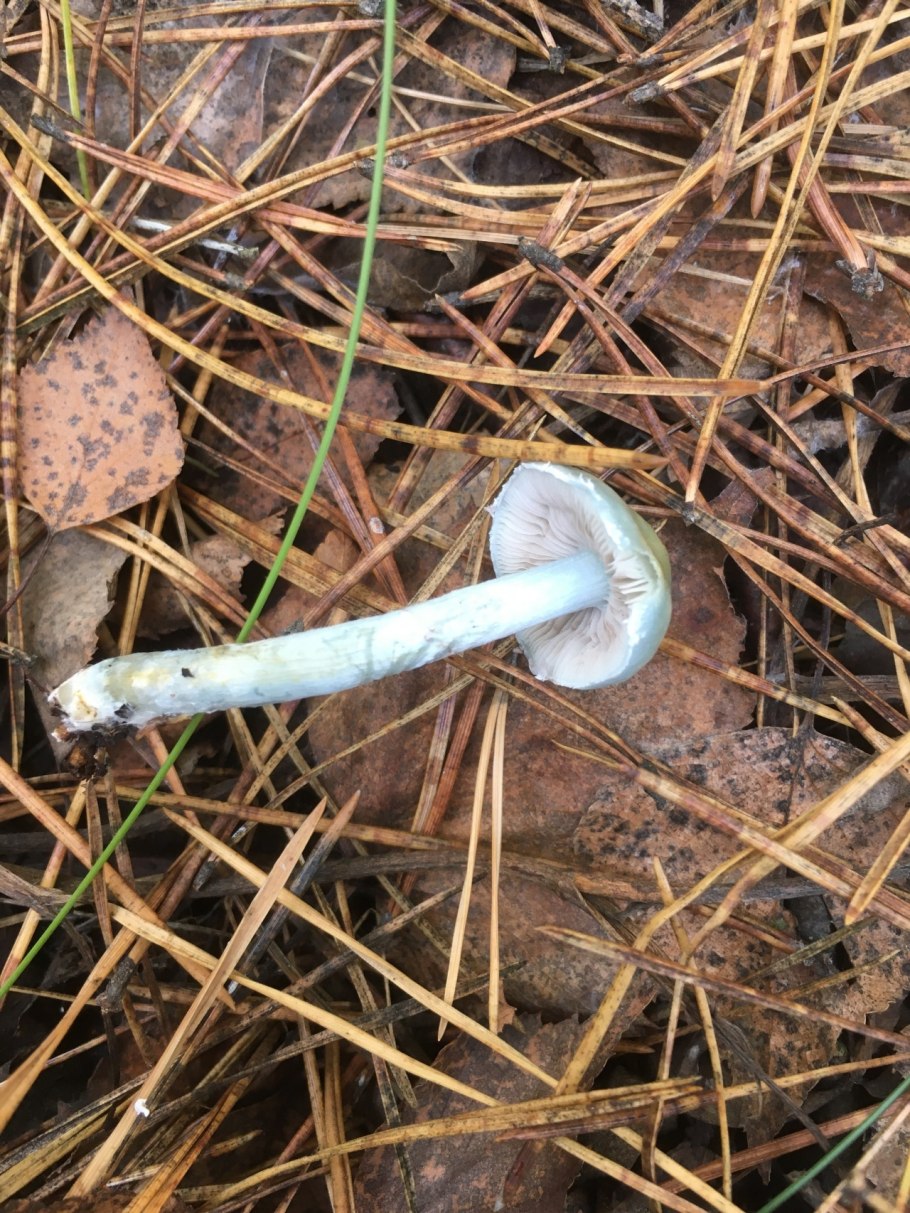 Строфария Хорнеманна