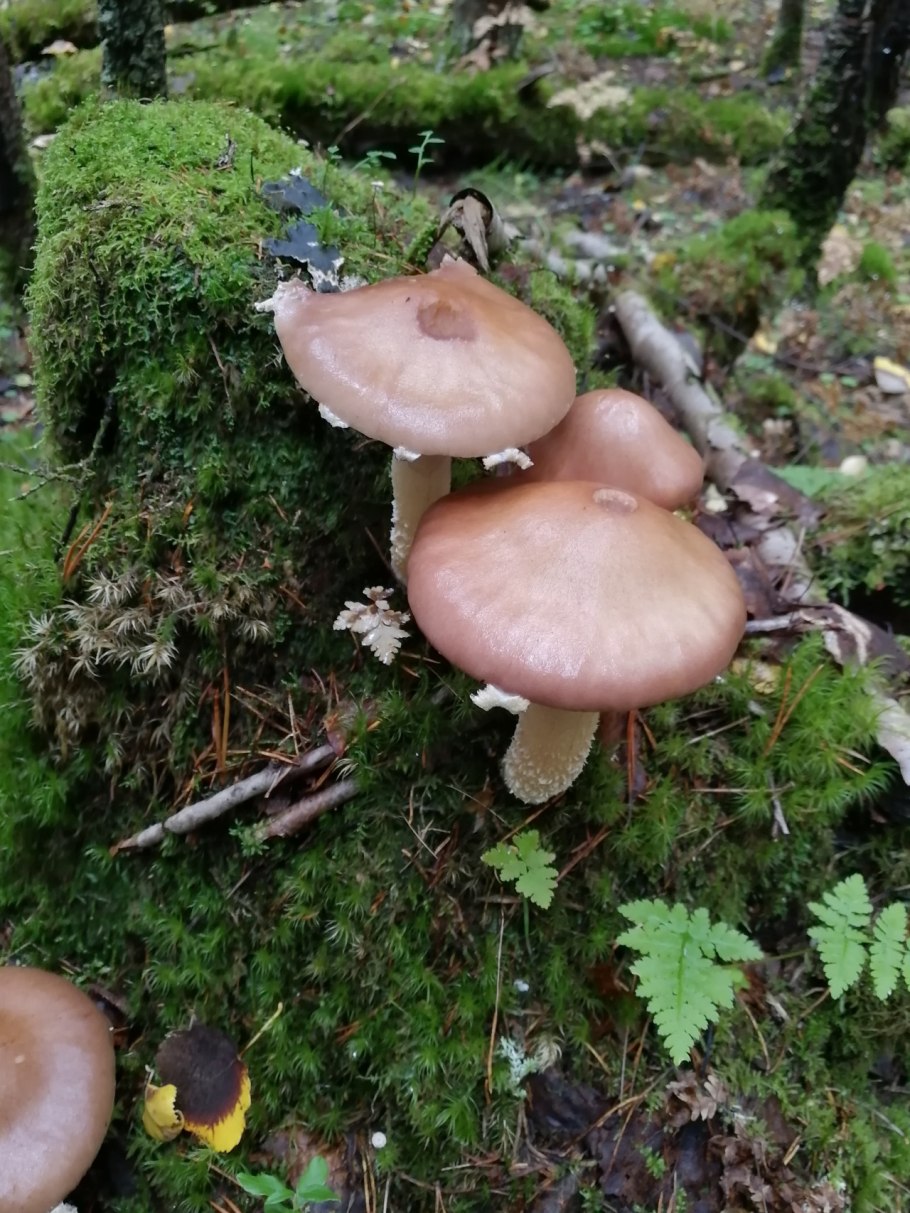 Строфария небесно-синяя Stropharia caerulea