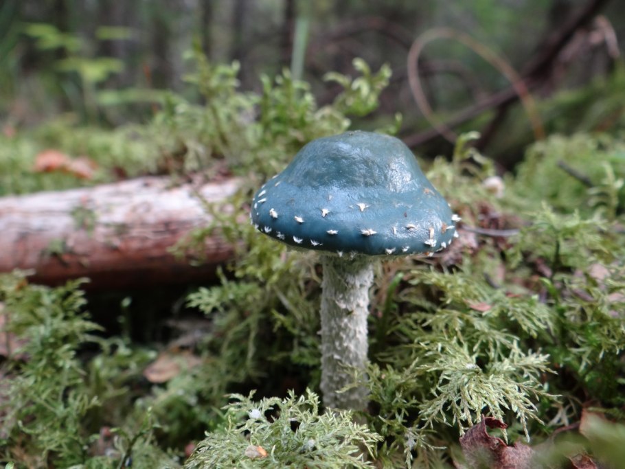 Строфария небесно-синяя Stropharia
