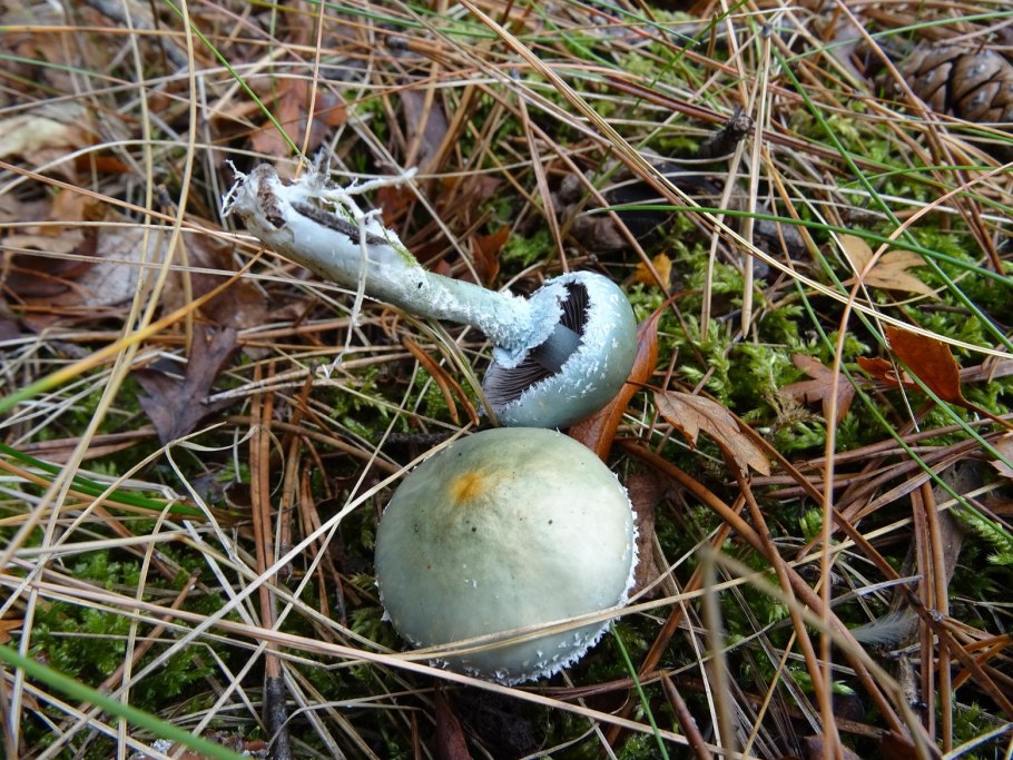 Строфария сине-зелёная stropharia aeruginosa