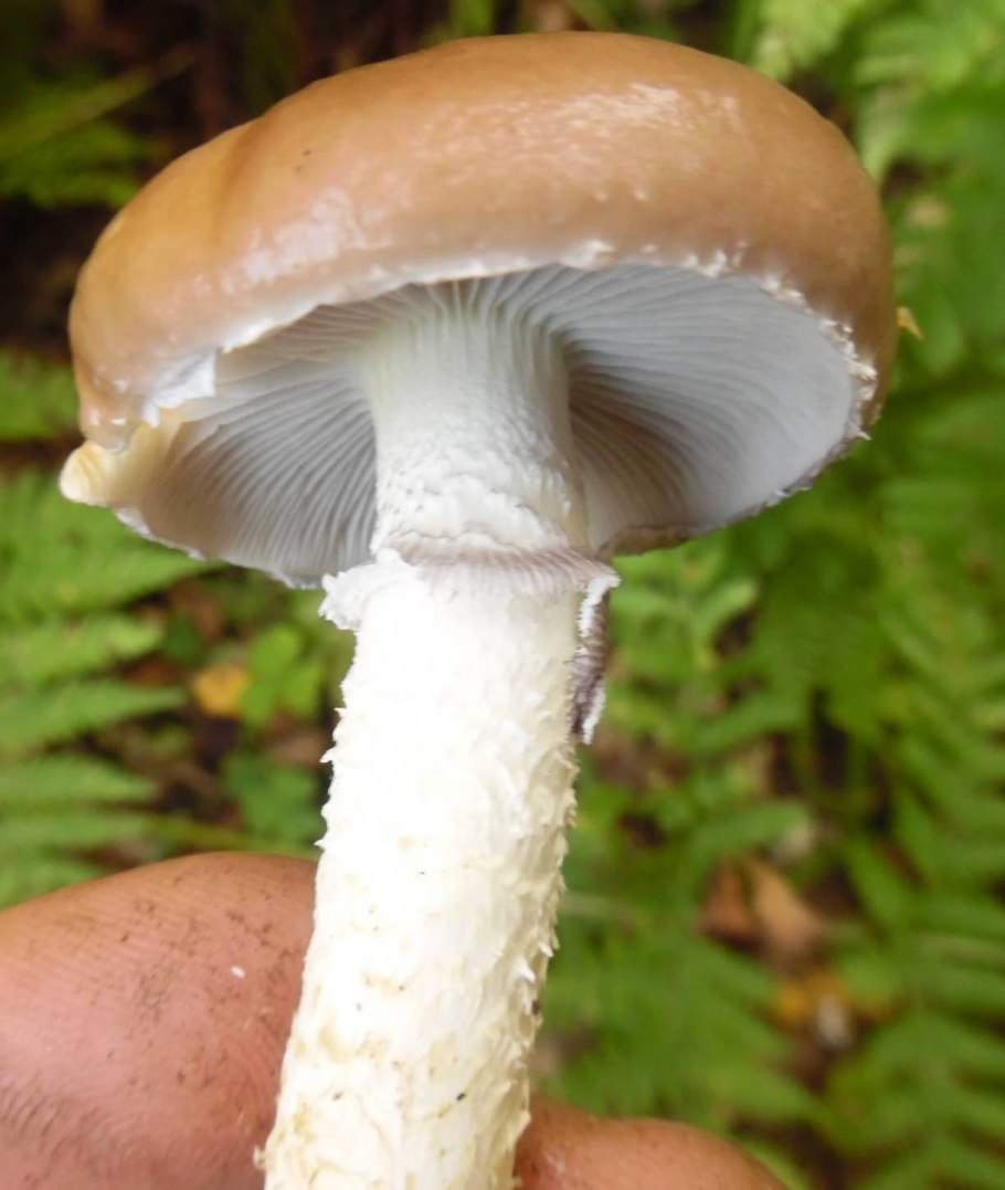 Гриб под листом 1 класс