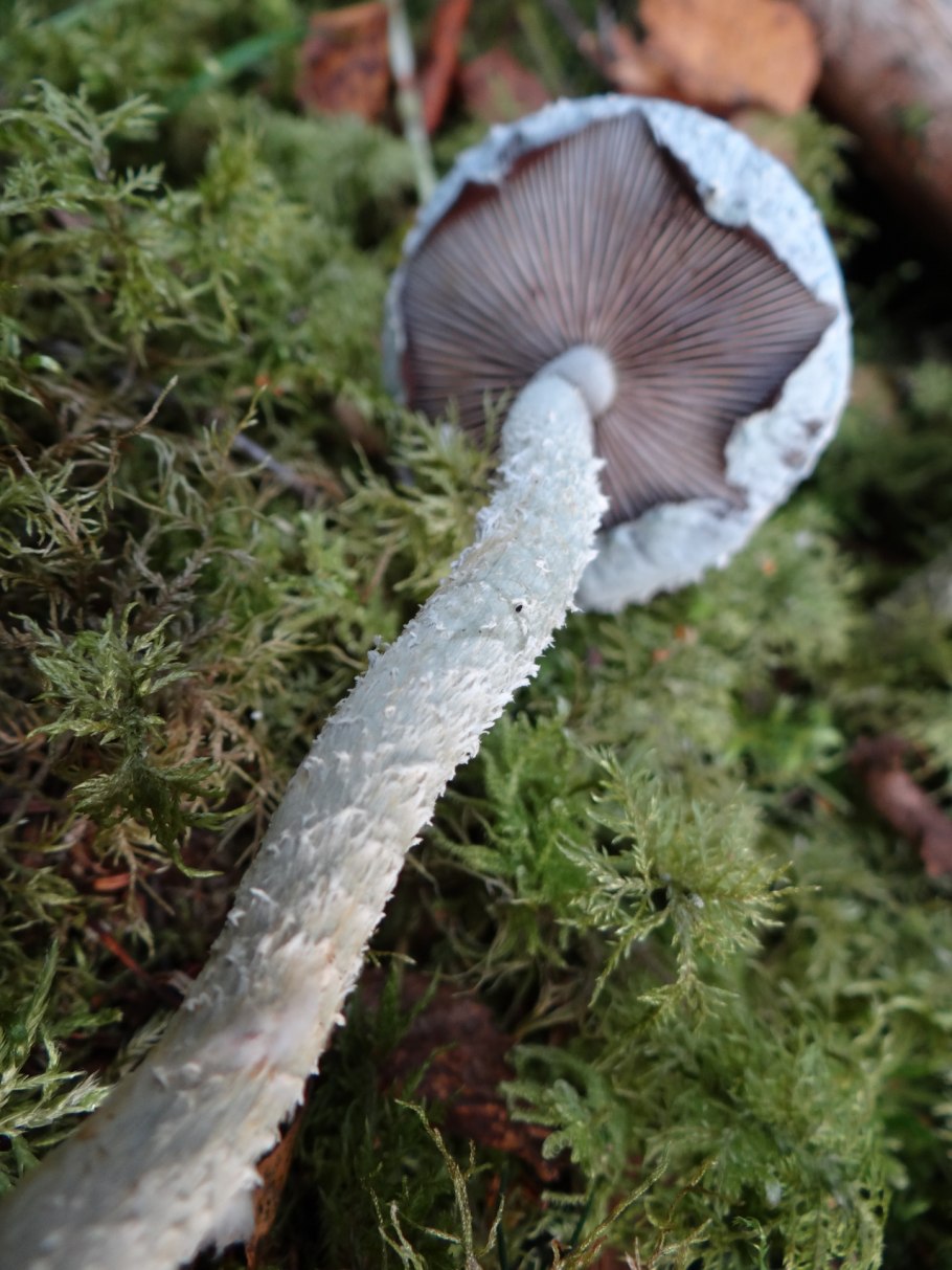 Stropharia cyanea