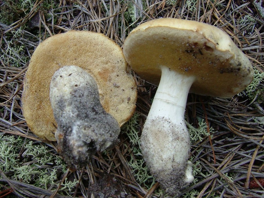 Масленок моховик