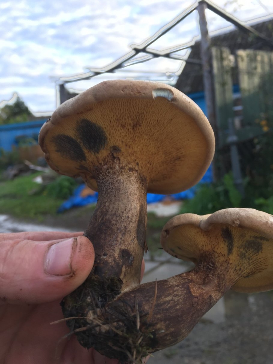 Гриб Гиропорус песчаный