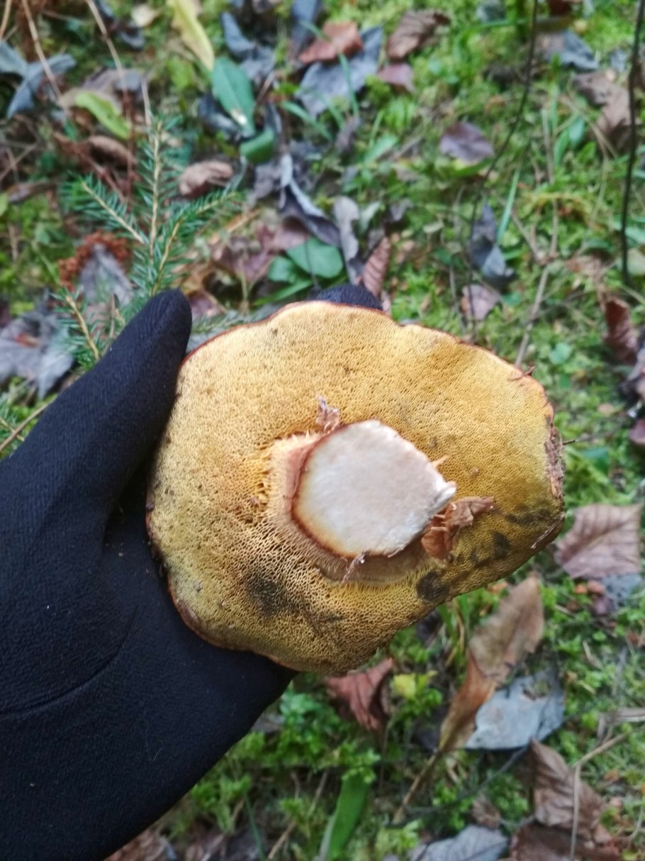 Гриб Козляк синеет на срезе