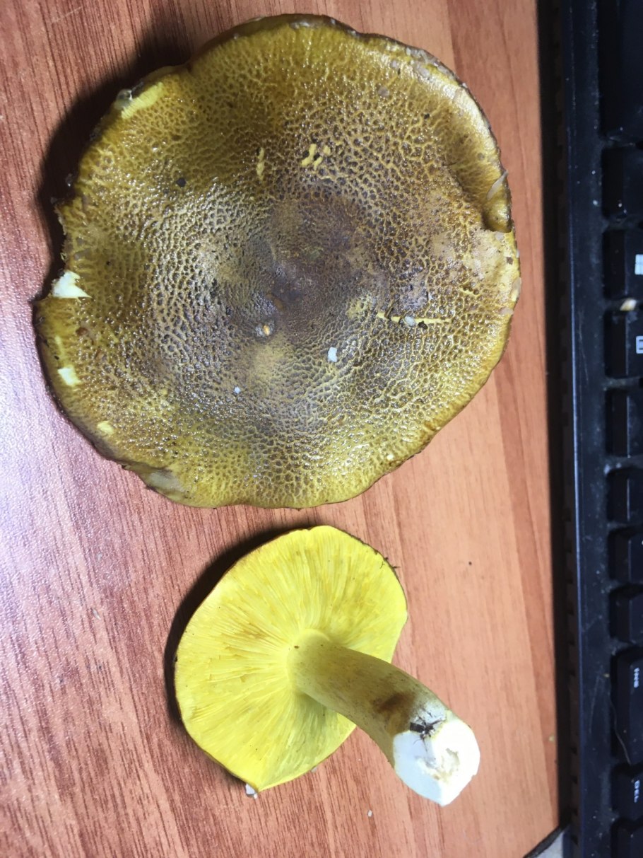 Трубчатый гриб желтый на срезе