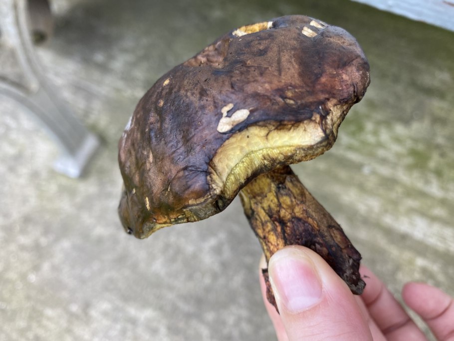 Гриб при разрезе становится синий