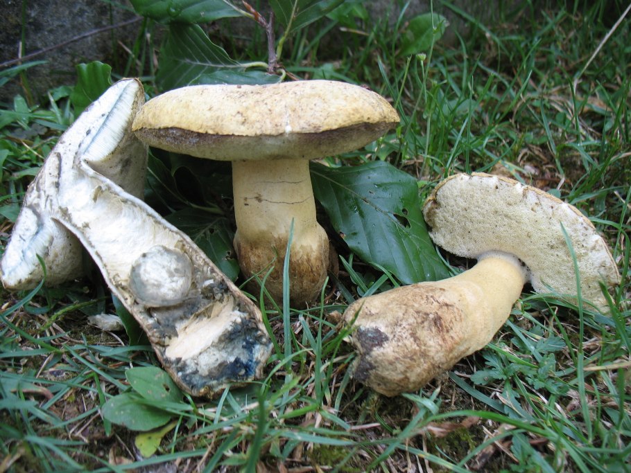 Гиропорус березовый