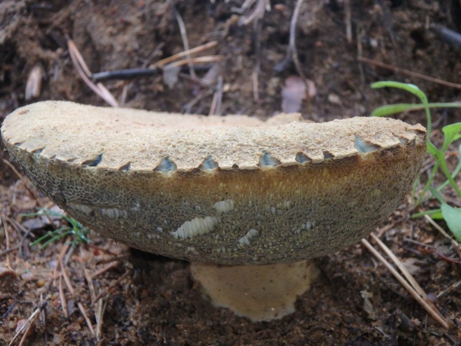 Гриб Гиропорус песчаный. Гиропорус синеющий (Gyroporus cyanescens). Поддубовик гриб синеющий. Дубовик синеющий.