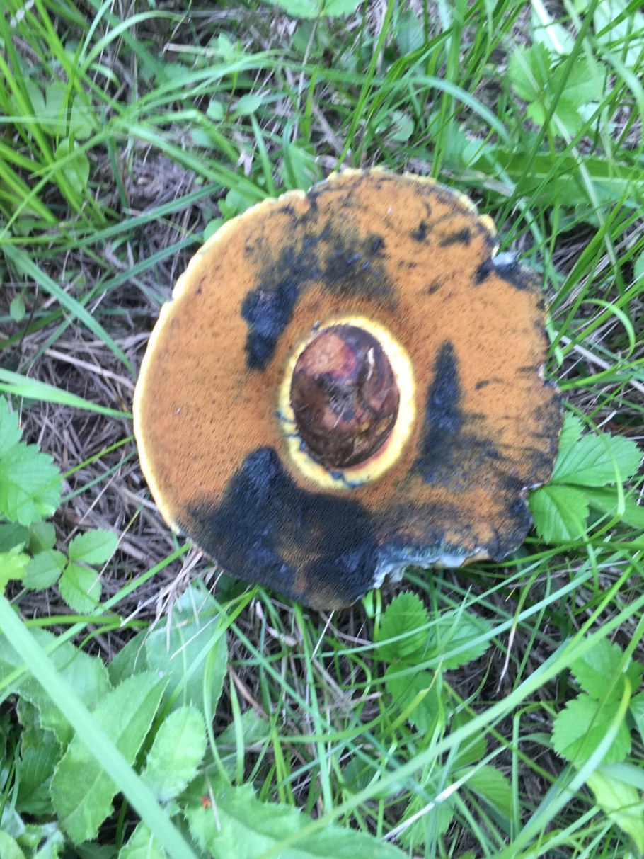 Поддубный гриб