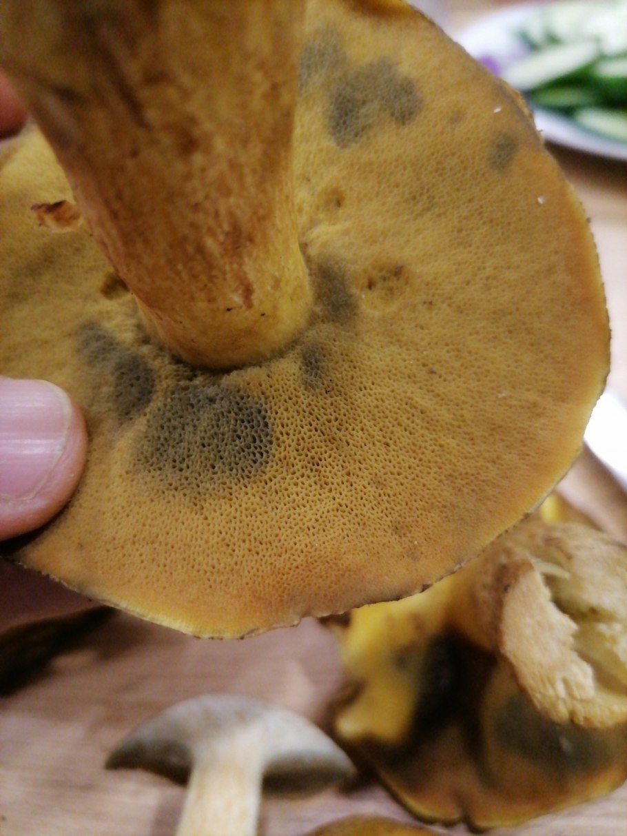 Груздь дубовый Lactarius zonarius
