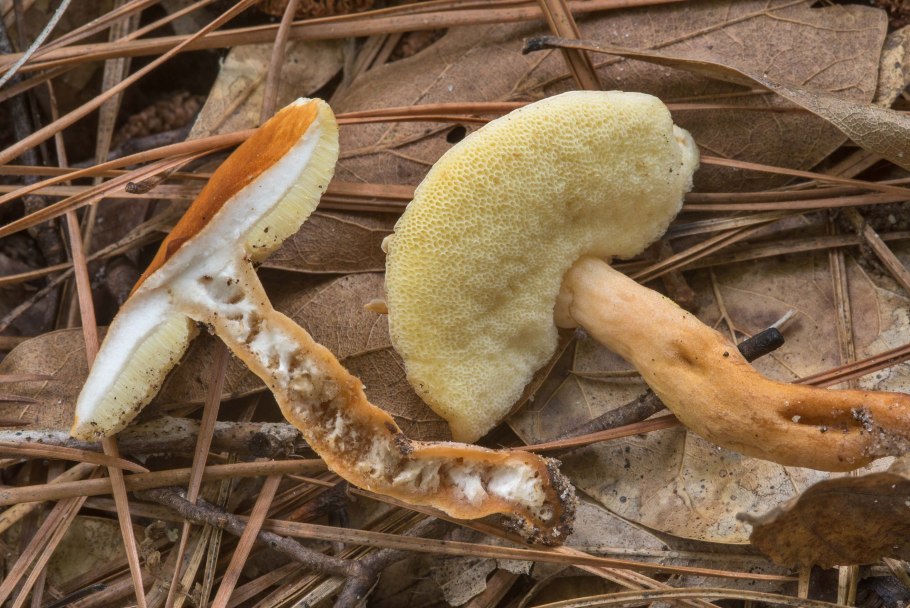 Масленок рубиновый