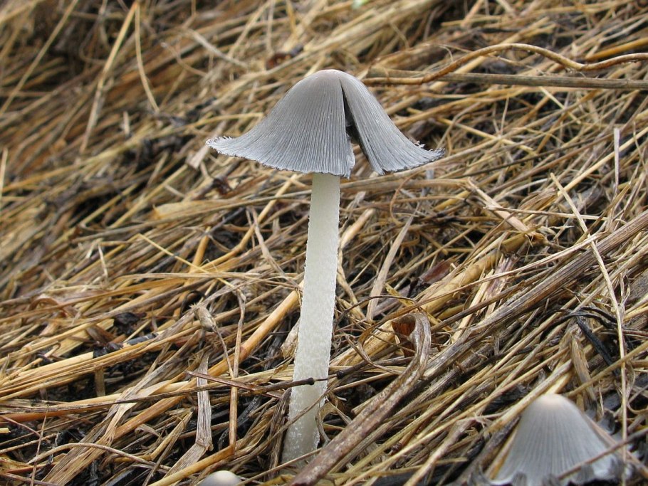 Навозник обыкновенный (Coprinopsis cinerea)