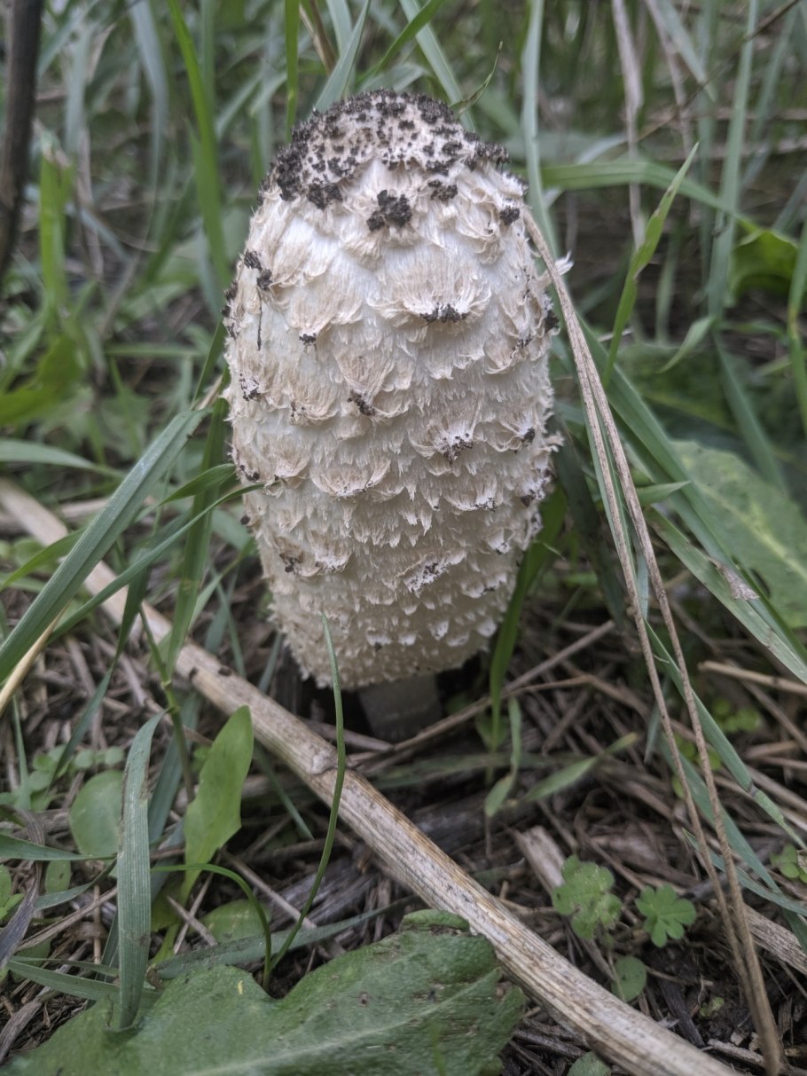 Длинные белые грибы как называются