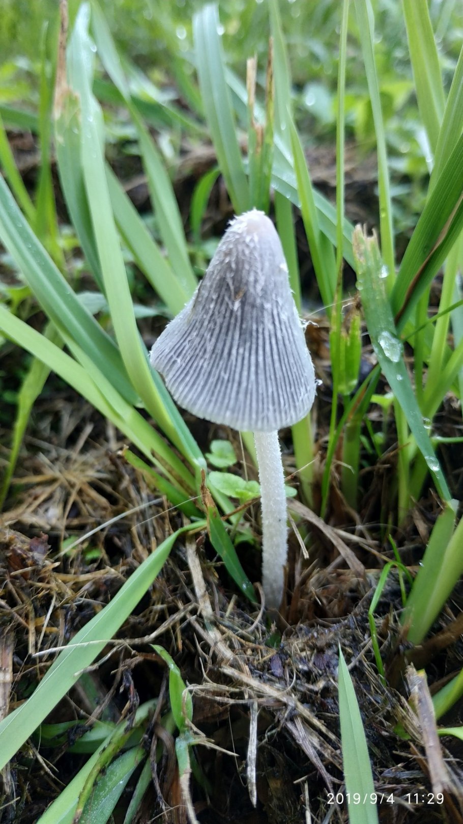 Навозник гриб складчатый