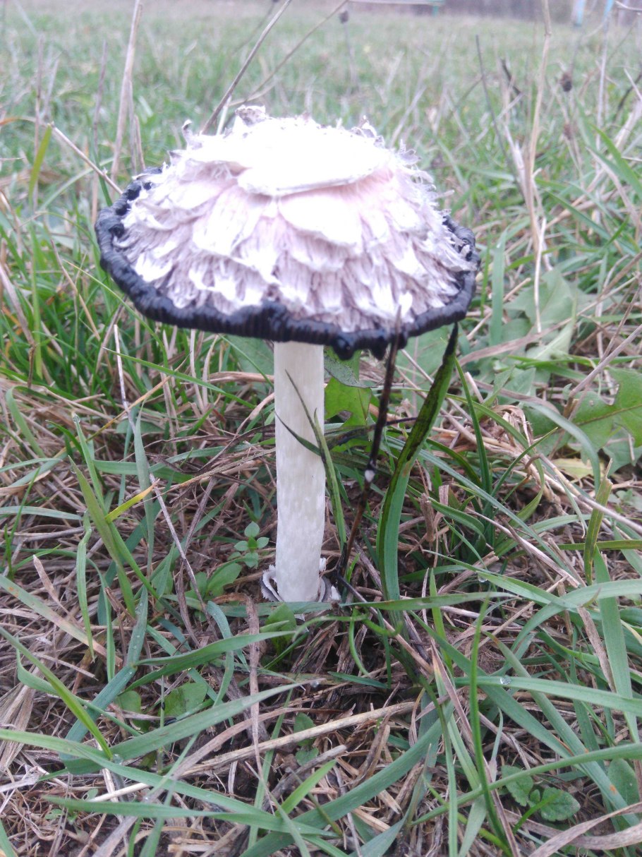 Навозник золотистый гриб