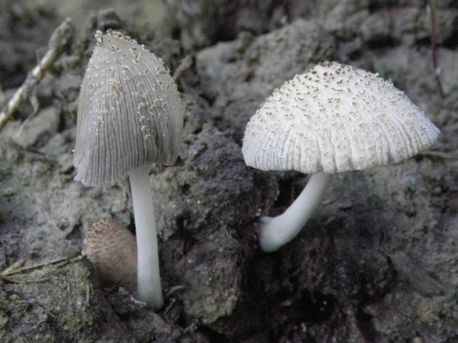 Coprinopsis cothurnata