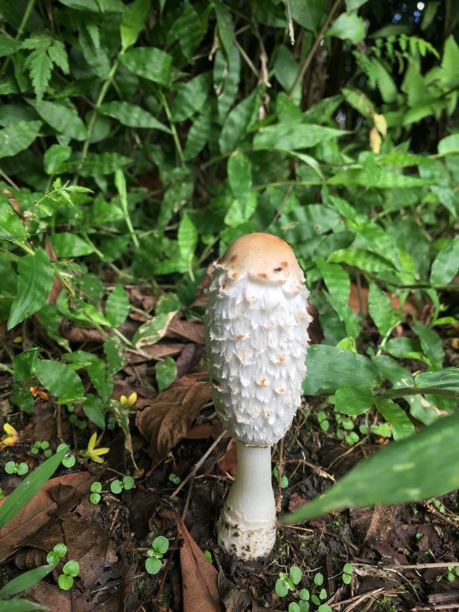 Навозник белый (лат. Coprinus comatus)