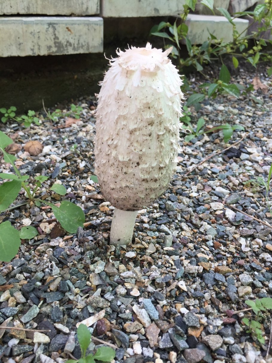 Навозник гриб в квартире