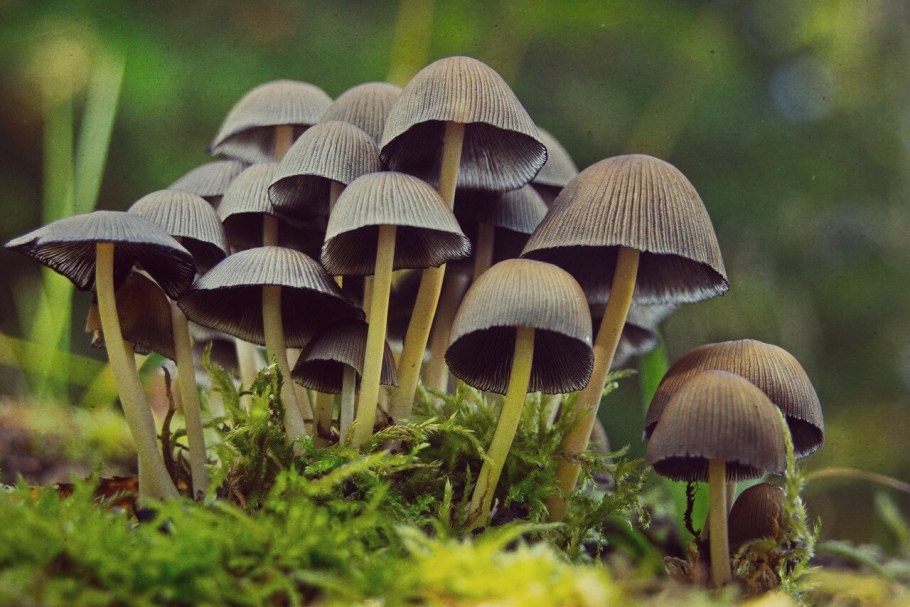 Навозник гриб складчатый