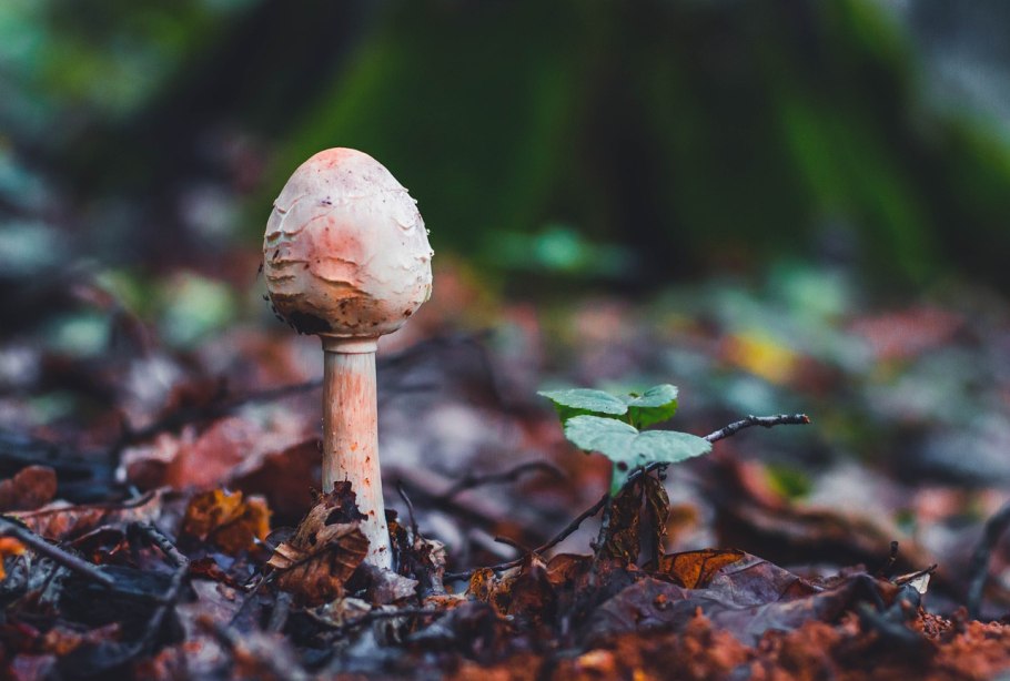 Грибы навозники защита ценных бумаг