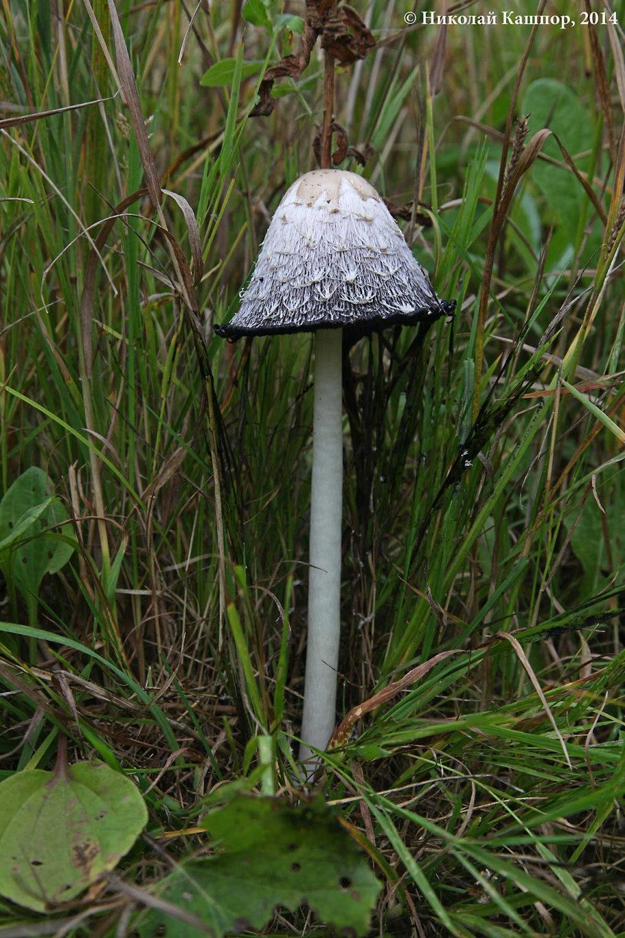 Coprinus comatus