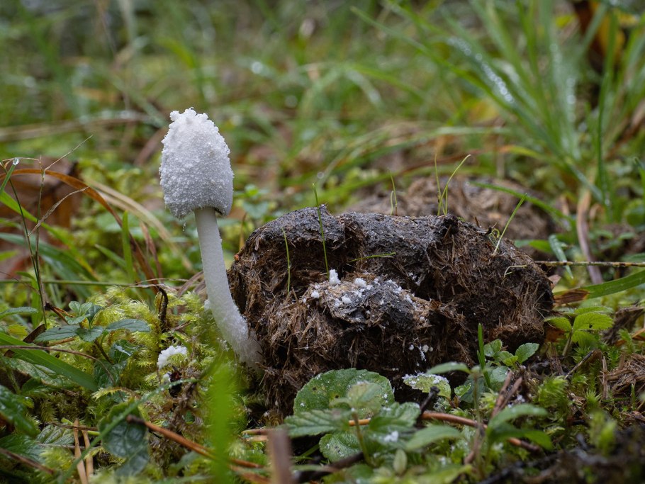 Навозник смолистый гриб