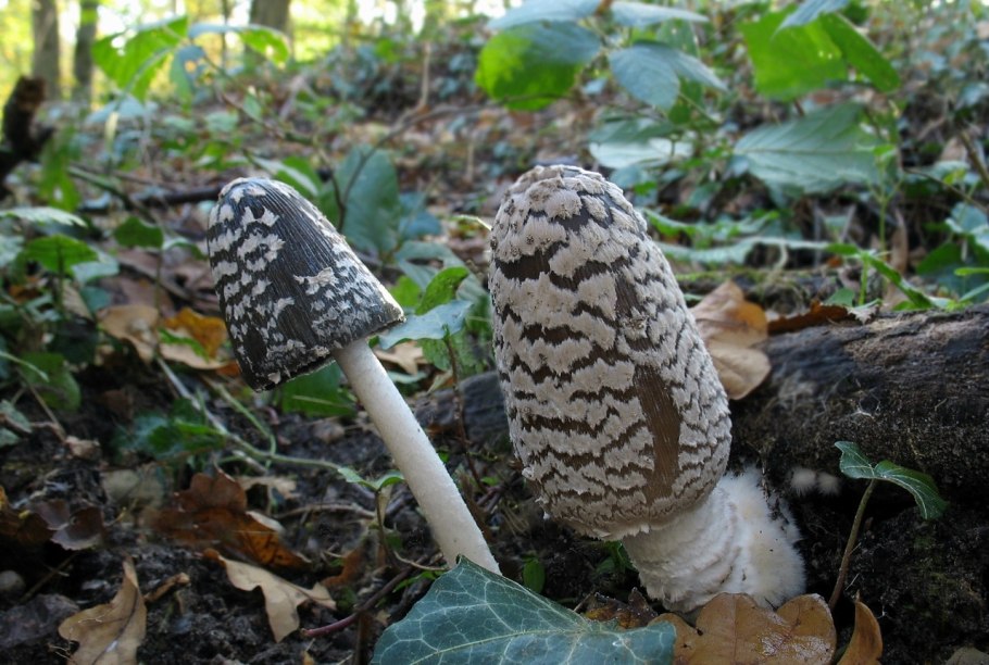 Навозник Сорочий гриб